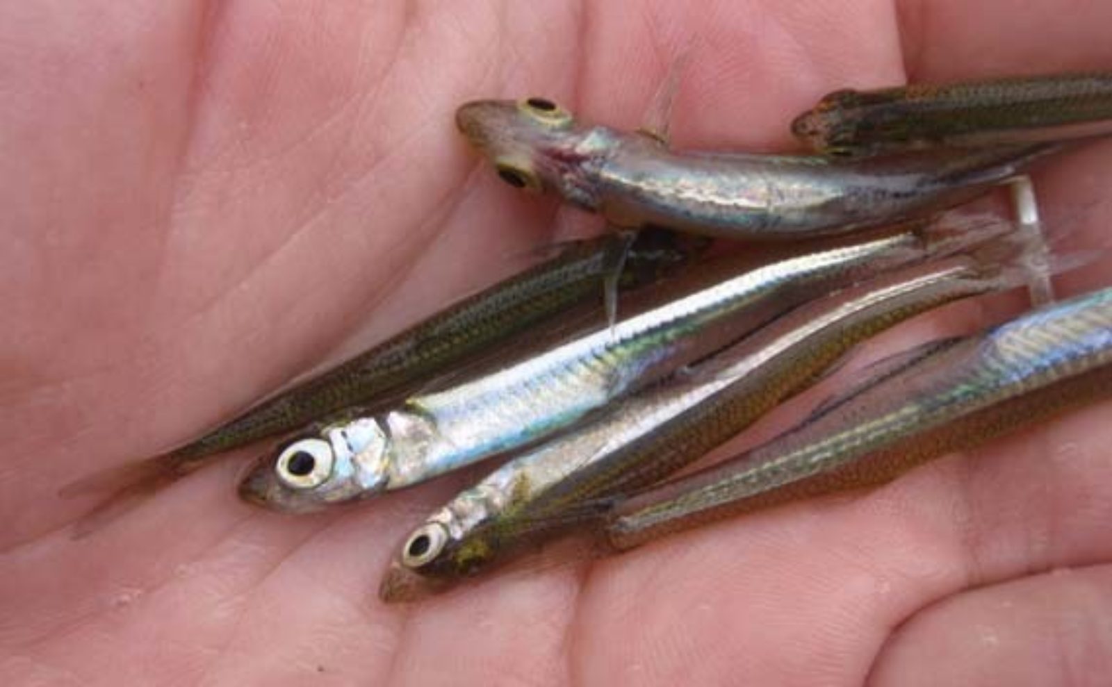 Lake Waccamaw A North Carolina Treasure LOCSS